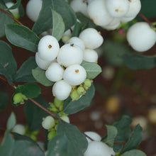 Load image into Gallery viewer, Symphoricarpos Albus - Common Snowberry Bush