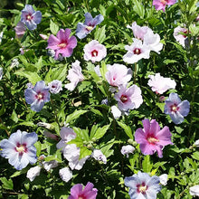 Load image into Gallery viewer, rose of sharon