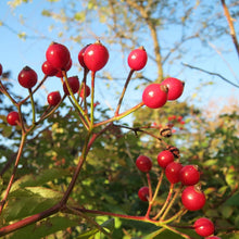 Load image into Gallery viewer, Multiflora Rambling Rose - Rose Hip