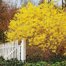 Load image into Gallery viewer, Forsythia tree