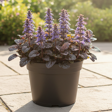 Load image into Gallery viewer, Ajuga Reptans Black Scallop -Binblasca'PBR - Evergreen Ground Cover 1.5 Litre Pot
