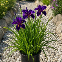 Load image into Gallery viewer, Iris Black Gamelock - Louisiana Iris
