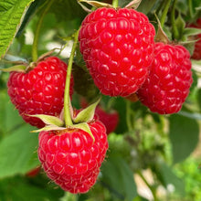 Load image into Gallery viewer, Joan J Raspberry Plant
