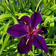 Load image into Gallery viewer, Iris Black Gamelock - Louisiana Iris Dark purple flower

