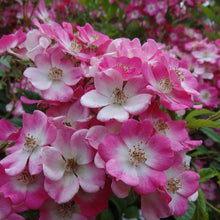 Load image into Gallery viewer, Rosa Mozart - Hybird Musk Rose 3 Litre Pot
