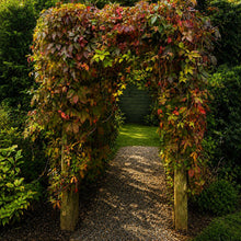 Load image into Gallery viewer, Creeping Virginia garden arch plant
