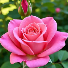 Load image into Gallery viewer, Rosa - Pima Ballerina - A Bright Pink Hybrid Tea Rose
