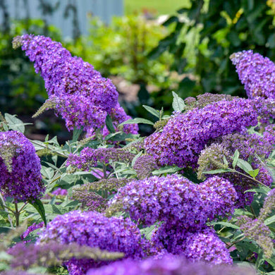 Buddleja Davidii 'Purple Emperor' - Butterfly Bush