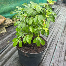 Load image into Gallery viewer, Mexican Orange plant 4 litre pot
