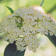 Load image into Gallery viewer, Elderberry flowers
