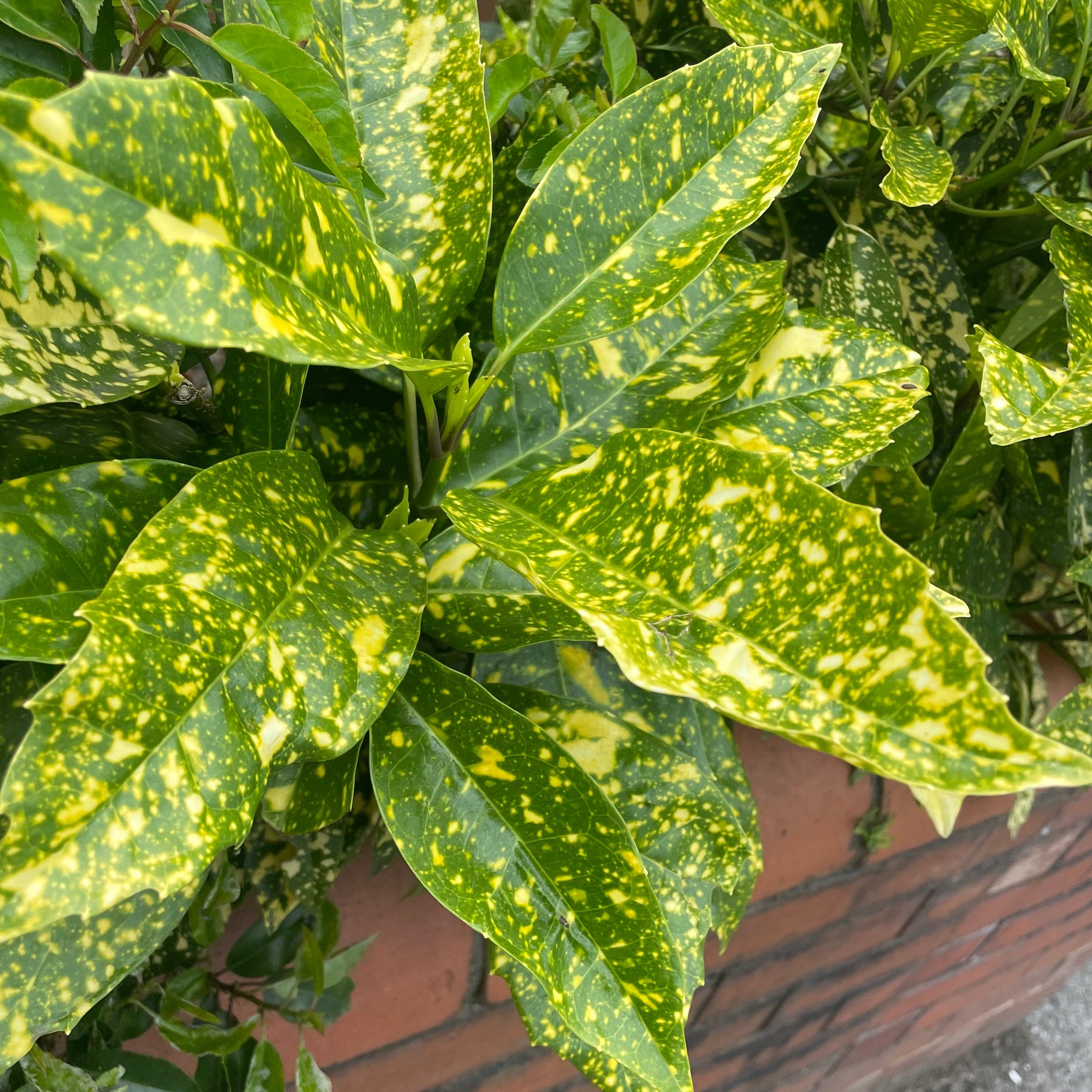 spotted laurel house plant Aucuba japonica - Spotted Laurel