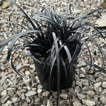 Load image into Gallery viewer, Ophiopogon Planiscapus 'Nigrescens'- Black Mondo Grass 1.5 Litre Pot
