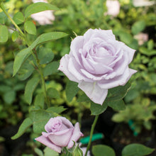 Load image into Gallery viewer, Rose Mainzer Fastnacht-Blue Moon - Climbing Rose 2 Litre Pot
