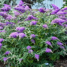 Load image into Gallery viewer, buddleia purple
