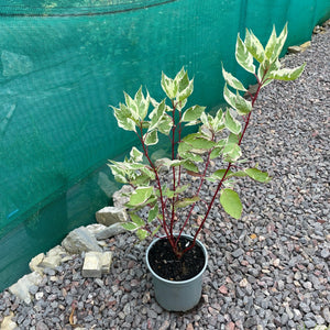 Cornus Alba Sibirica - Red Barked Dogwood - Winter Plant