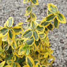 Load image into Gallery viewer, Euonymus fortunei &#39;Emerald &#39;n&#39; Gold&#39; - Winter Creeper - evergreen shrub
