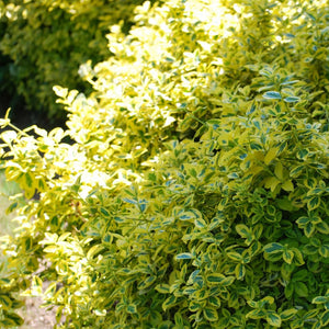 Euonymus fortunei 'Emerald 'n' Gold' - Winter Creeper - evergreen shrub