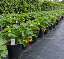 Load image into Gallery viewer, Srawberry Plants 
