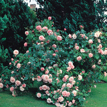 Load image into Gallery viewer, Fritz Nobis Rose - Pastel Pink Scented Vigorous Rose Shrub / Hedging rose
