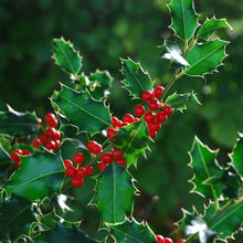 Load image into Gallery viewer, Holly - Ilex Aquifolium 
