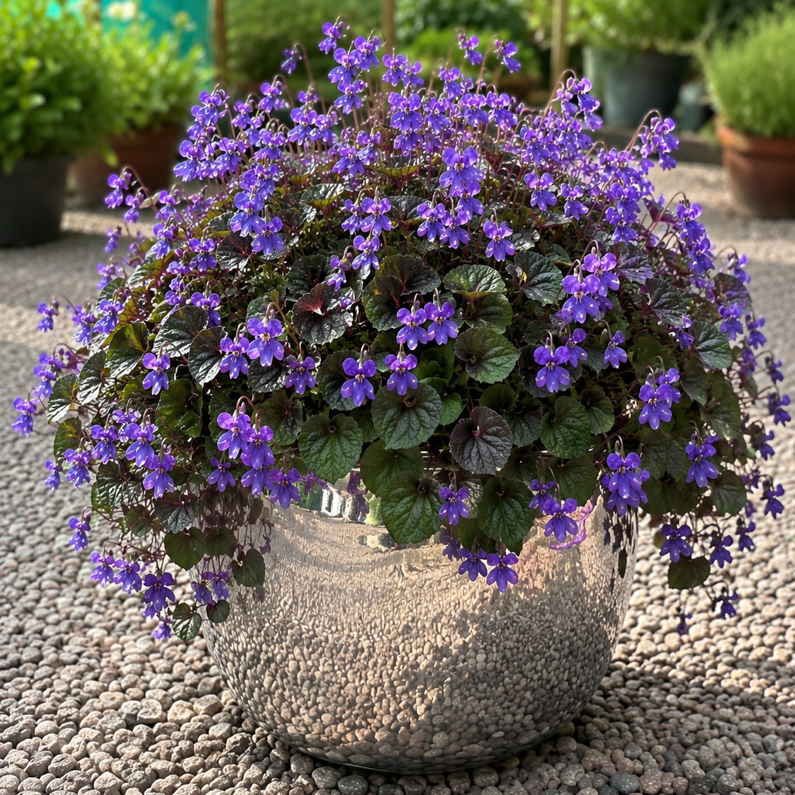 Viola Riviniana - Common Dog Violet 1.5 Litre Pot – Garden City Cymru