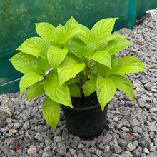 Load image into Gallery viewer, Hydrangea Macrophylla So Long Rosy - Hortensia - Pink Hydrangea Shrub 1.5/3/4 Litre Pot
