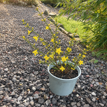 Load image into Gallery viewer, Jasminum Nudiflorum - Winter Jasmine 2 Litre Pot
