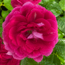 Load image into Gallery viewer, Rosa Heidetraum Plus Rose 
