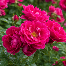Load image into Gallery viewer, Rosa Heidetraum Plus Rose Bright pink Rose

