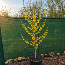 Load image into Gallery viewer, Forsythia X Intermedia Goldrausch - Yellow Flowering Shrub  5 Litre Pot
