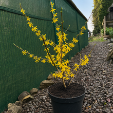Load image into Gallery viewer, Forsythia X Intermedia Goldrausch - Yellow Flowering Shrub 4 Litre Pot
