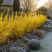 Load image into Gallery viewer, Forsythia X Intermedia Goldrausch  Winter flowering hedge
