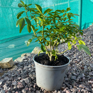 Mexican orange plant south wales