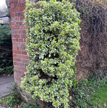 Load image into Gallery viewer, Euonymus Fortunei 'Emerald Gaiety' - Winter Creeper Evergreen Small Shrub 1.5 Litre Pot
