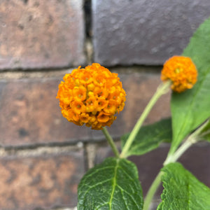 buddleia glabosa orange ball tree flowers