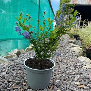 Ceanothus Concha - Standard Californian Lilac - Blue Flowering Shrub