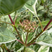 Load image into Gallery viewer, Dogwood flowering
