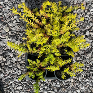 stonecrop sedum ground cover succulent plant