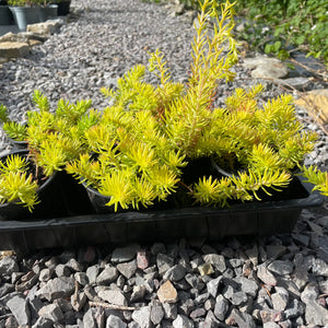 Evergreen ground cover plants