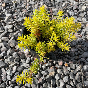 Sedum - Ground Cover succulent