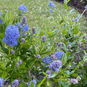 Californian lilac. Blue Flowering shrub