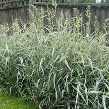 Load image into Gallery viewer, Carex Morrowii Ice Dance - Pink Variegated Ornamental Grass
