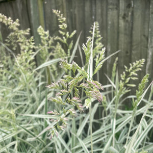 Carex Morrowii Ice Dance - Pink Variegated Ornamental Grass