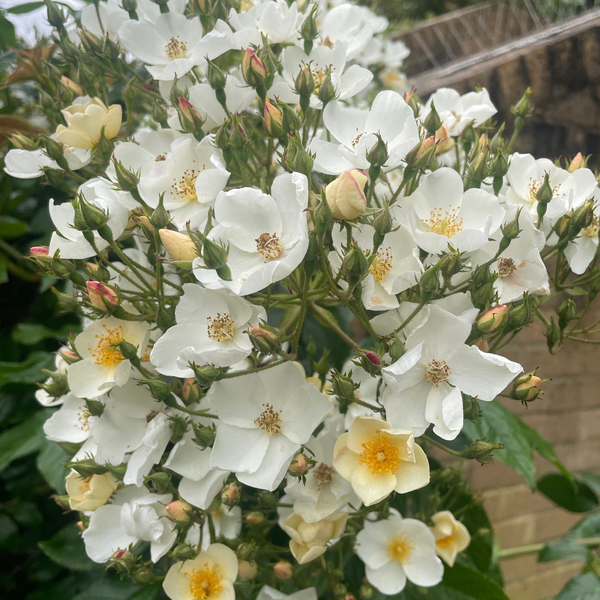 White Multiflora Rambler Rosa Multiflora - Multiflora Rambling Rose - Wild White Rose 3 Litre P ...