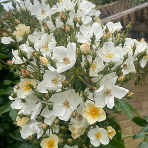 Rosa - Multiflora Rambling Rose - Wild White Rose