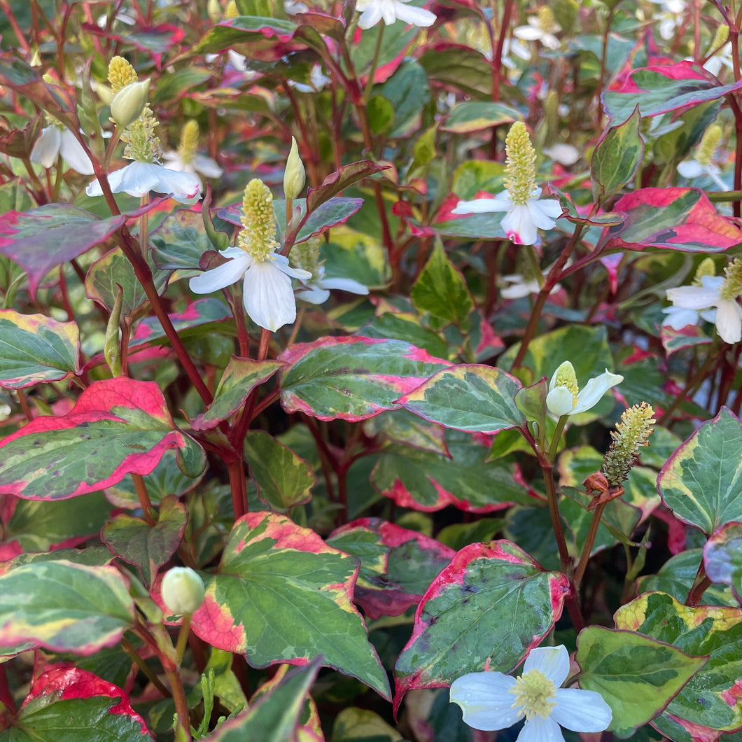 Houttuynia Cordata - Chameleon Perennial Plant