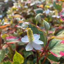 Load image into Gallery viewer, Houttuynia Cordata - Chameleon Perennial Plant
