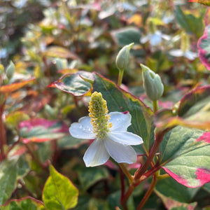 Houttuynia Cordata - Chameleon Perennial Plant