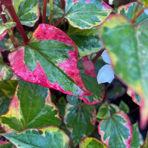 Houttuynia Cordata - Chameleon Perennial Plant