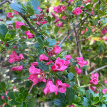 Load image into Gallery viewer, Escallonia Donard Radiance - Pink Flowering Shrub
